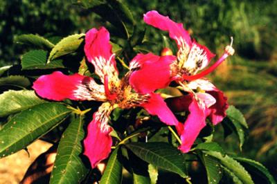Ceiba speciosa (samohú, palo borracho de flor rosada)
